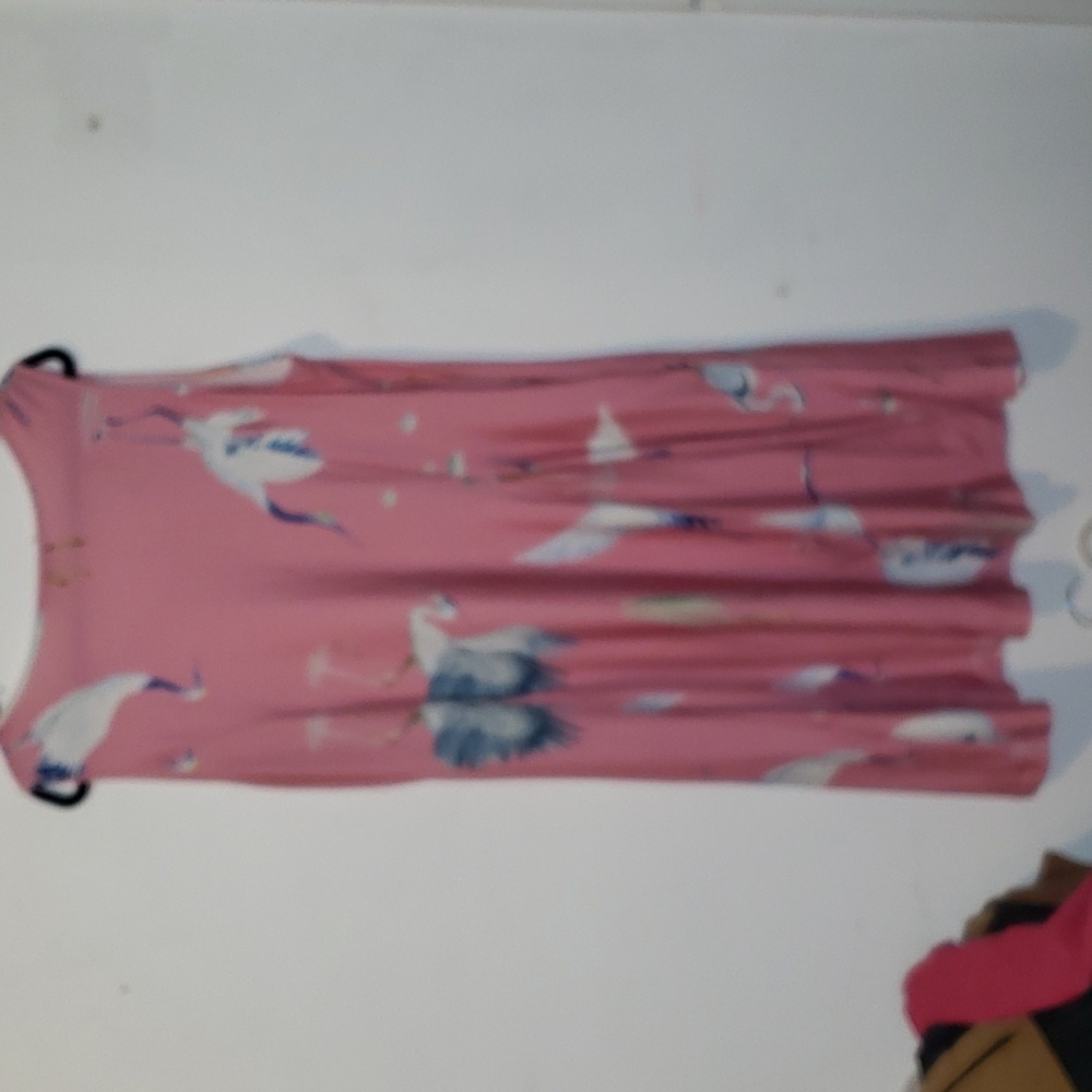 Aster - Picture 3 of 3